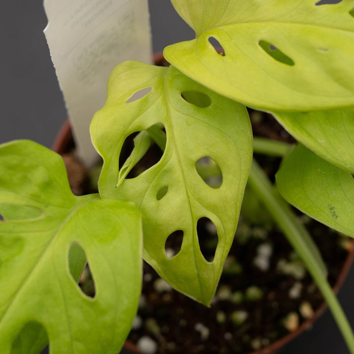 Gabriella Plants Monstera 3" Monstera adansonii 'Neon'