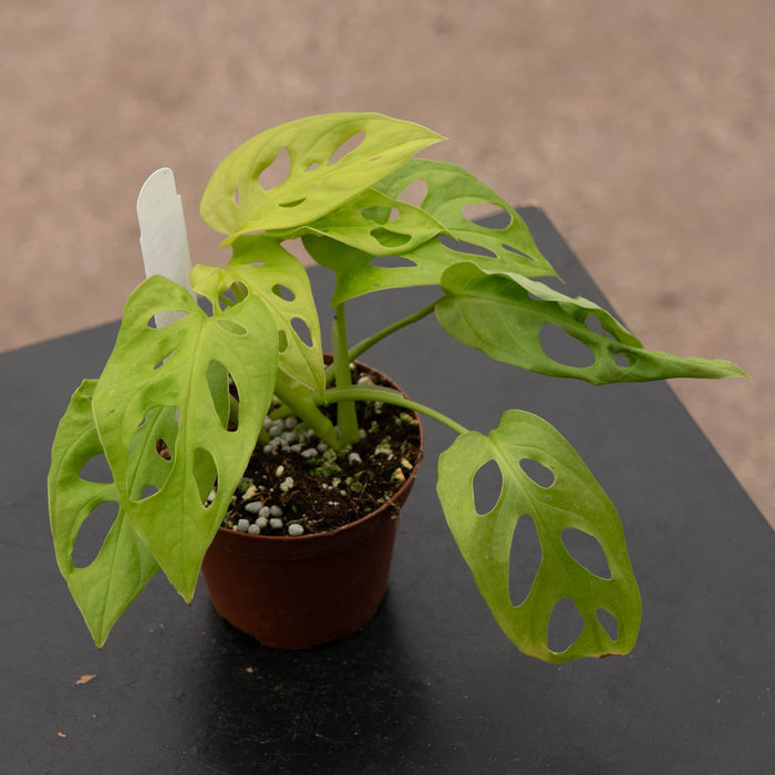 Gabriella Plants Monstera 3" Monstera adansonii 'Neon'