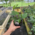Gabriella Plants Monstera 4" Monstera Adansonii sp. Friedrichsthalii