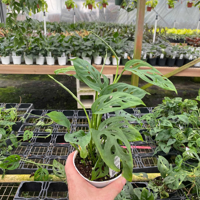 Gabriella Plants Monstera 4" Monstera Adansonii sp. Friedrichsthalii