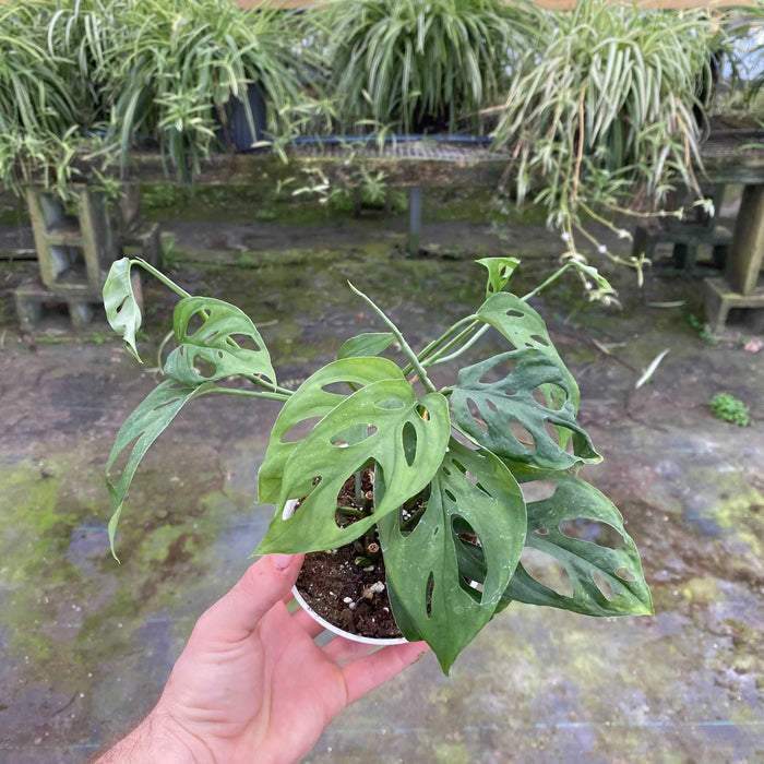 Gabriella Plants Monstera 4" Monstera Adansonii sp. Friedrichsthalii