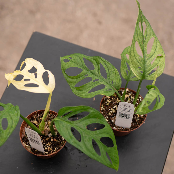 Gabriella Plants Monstera 3" Monstera adansonii ’Variegata’