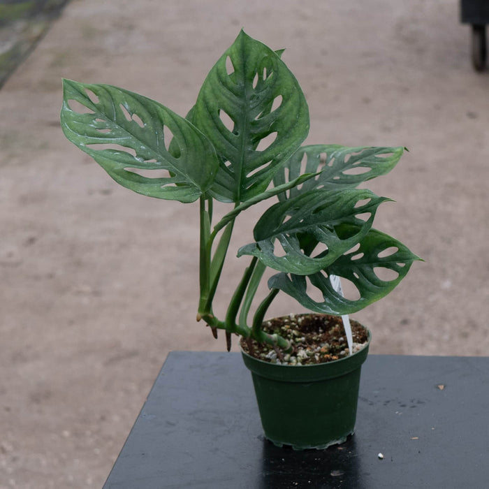 Gabriella Plants Monstera Monstera adansonii Wide Leaf