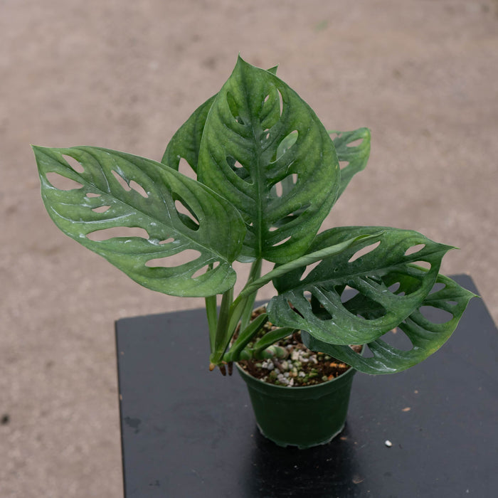 Gabriella Plants Monstera Monstera adansonii Wide Leaf