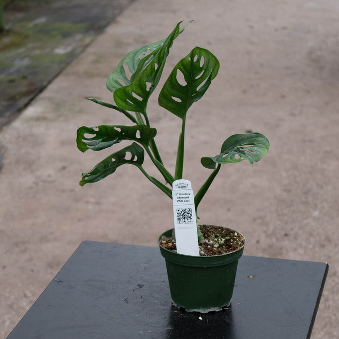 Gabriella Plants Monstera 4" Monstera adansonii Wide Leaf