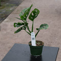 Gabriella Plants Monstera 4" Monstera adansonii Wide Leaf