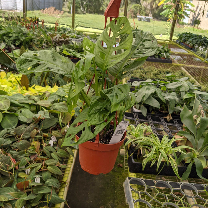 Gabriella Plants Monstera 5" Hanging Basket Monstera adansonii Wide Leaf