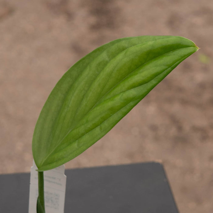 Gabriella Plants Monstera 3" Monstera aureopinnata