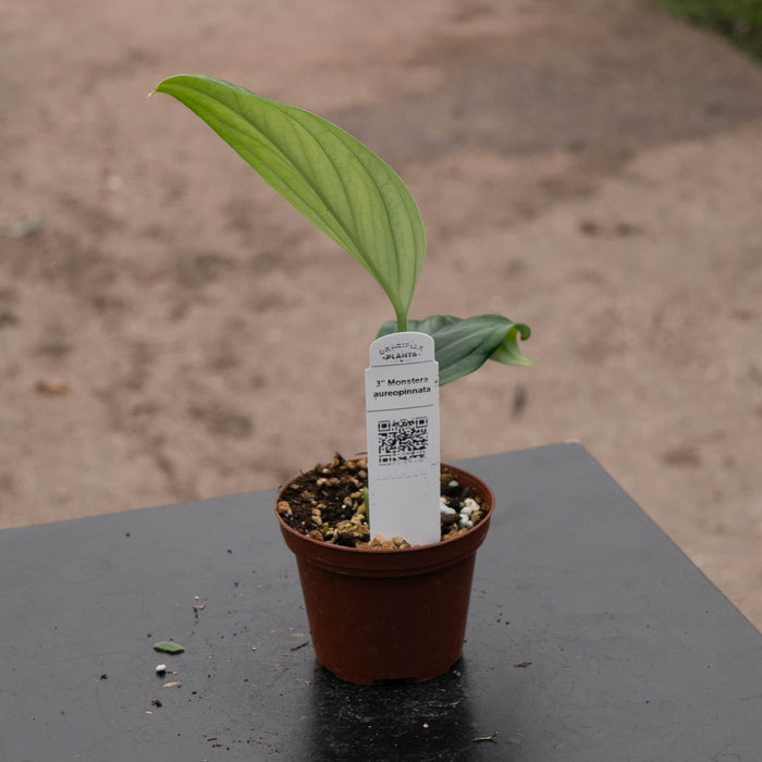 Gabriella Plants Monstera 3" Monstera aureopinnata