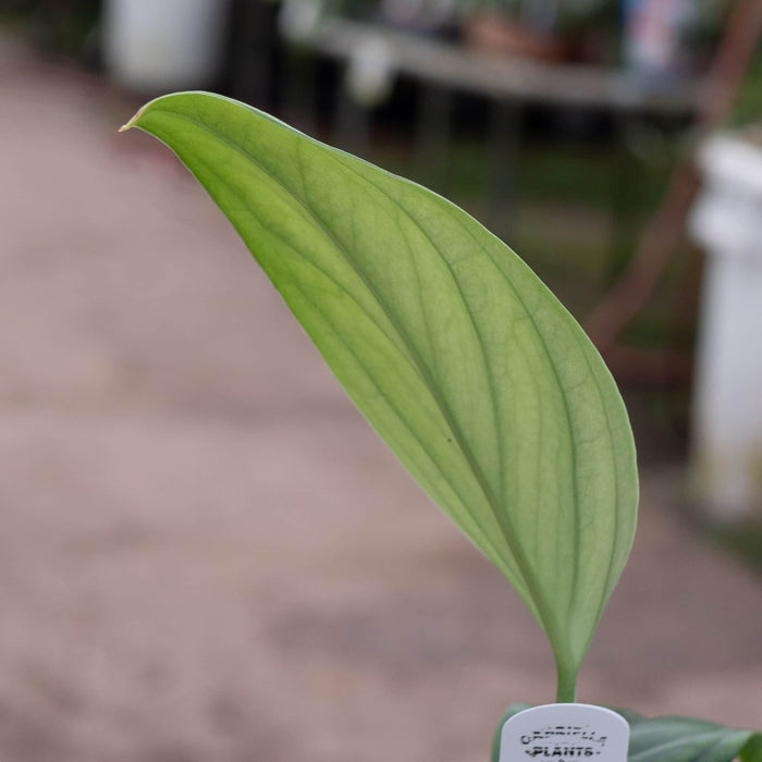 Gabriella Plants Monstera 3" Monstera aureopinnata