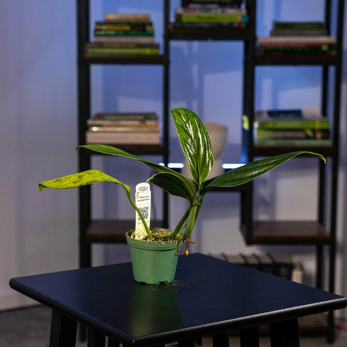 Gabriella Plants Monstera 3" Monstera aureopinnata