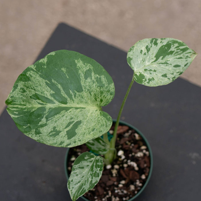 Gabriella Plants Monstera 4" Monstera deliciosa 'Bulbasaur'