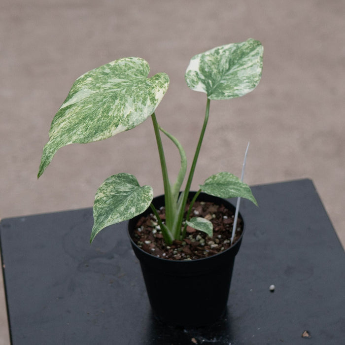 Gabriella Plants Monstera 4" Monstera deliciosa 'Legacy'
