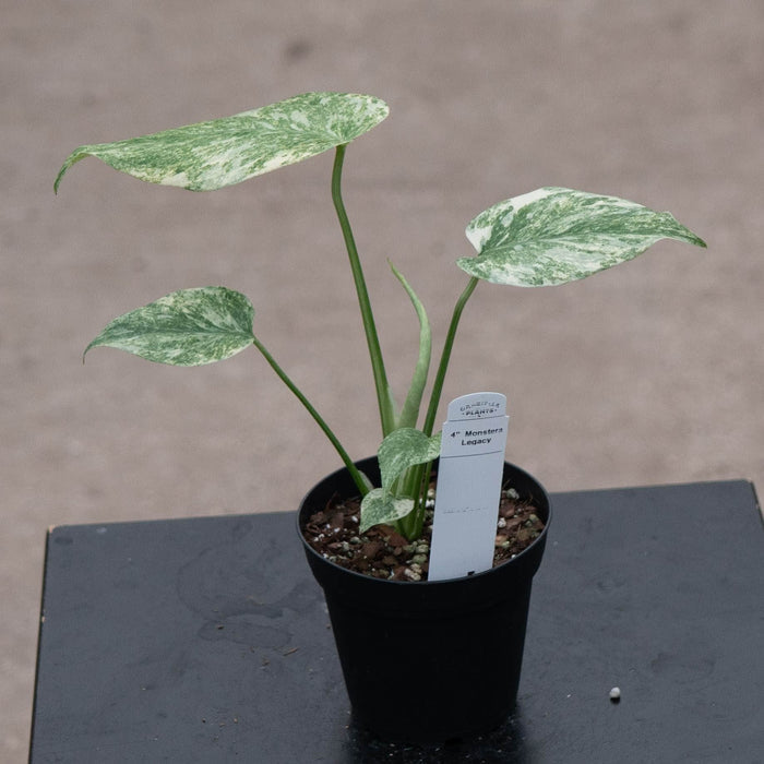Gabriella Plants Monstera 4" Monstera deliciosa 'Legacy'