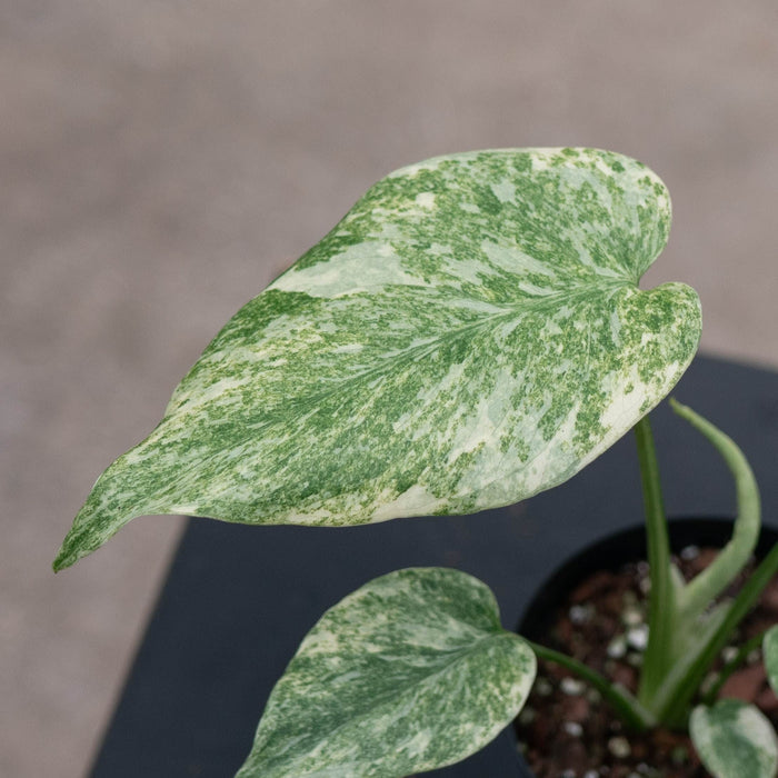 Gabriella Plants Monstera 4" Monstera deliciosa 'Legacy'