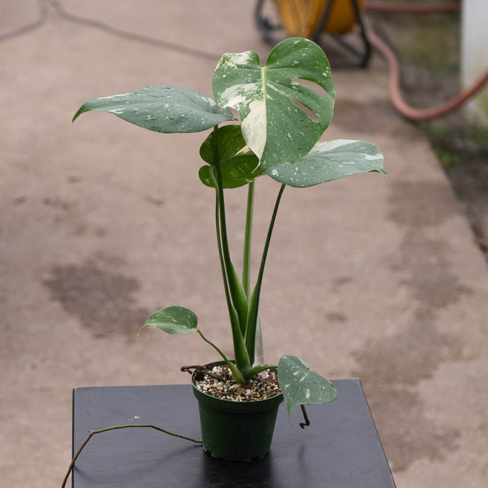 Gabriella Plants Monstera Monstera deliciosa 'Thai Constellation'
