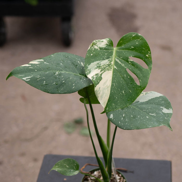 Gabriella Plants Monstera 4" Monstera deliciosa 'Thai Constellation'