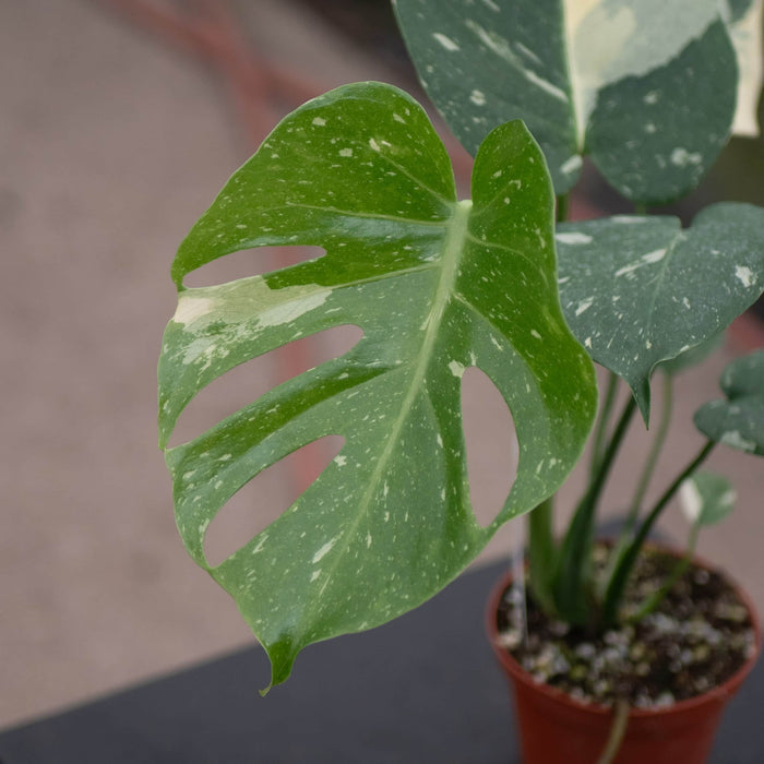 Gabriella Plants Monstera Monstera deliciosa 'Thai Constellation'