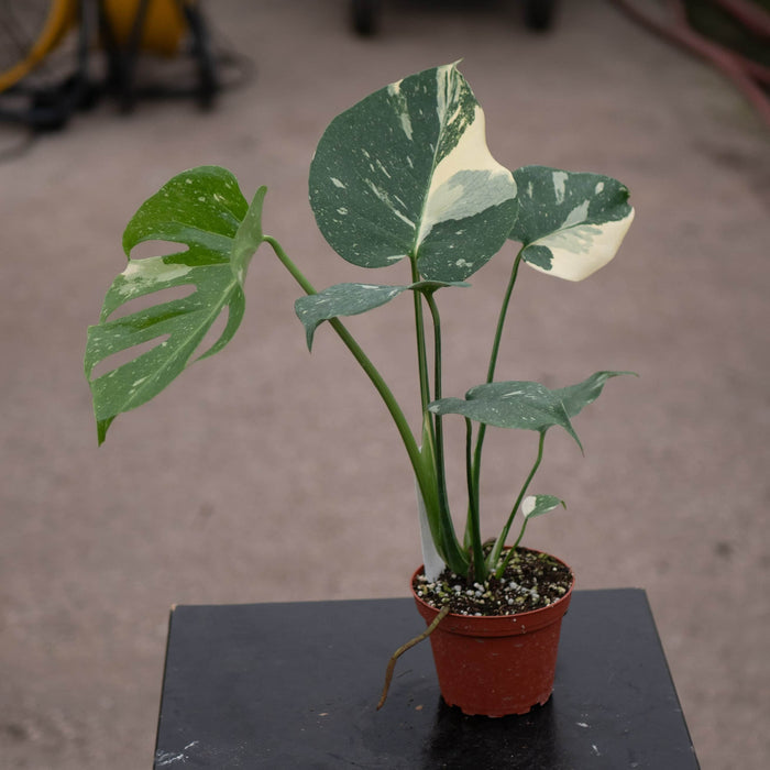 Gabriella Plants Monstera 4" Monstera deliciosa 'Thai Constellation'