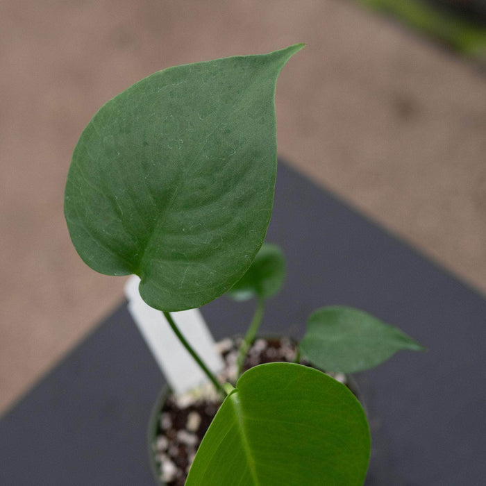 Gabriella Plants Monstera 4" Monstera deliciosa