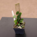 Gabriella Plants Monstera 3" Totem Monstera dubia
