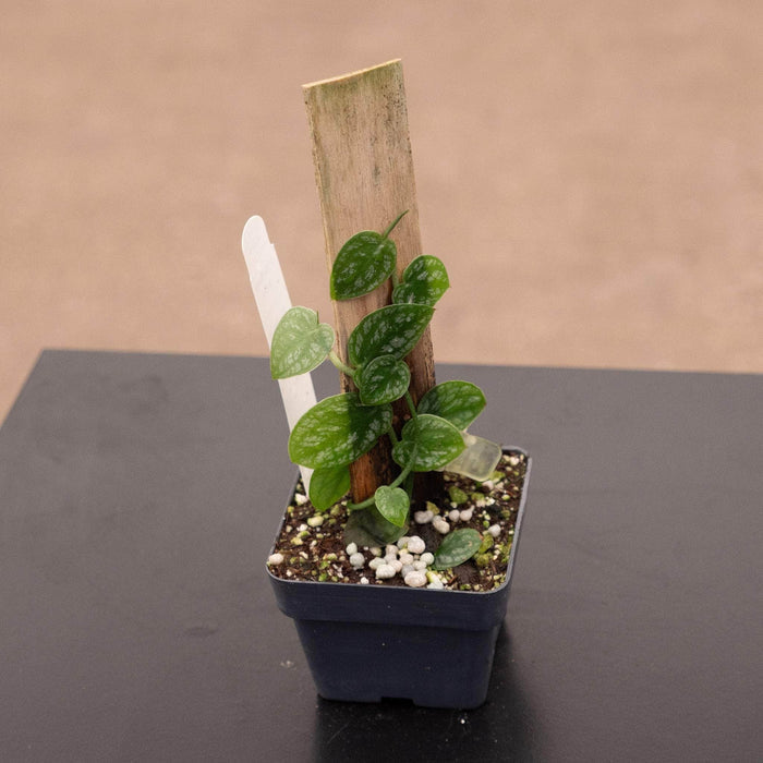 Gabriella Plants Monstera 3" Totem Monstera dubia