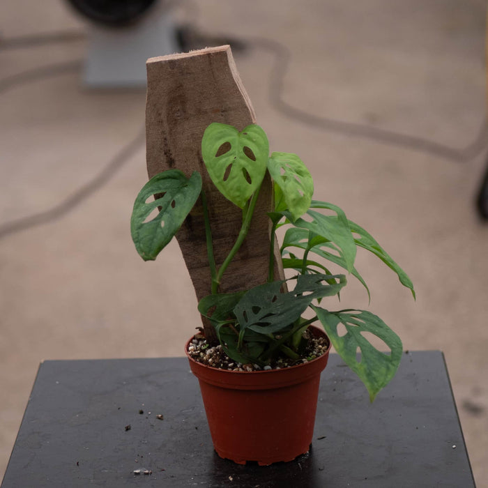 Gabriella Plants Monstera 4" Monstera 'Esqueleto'