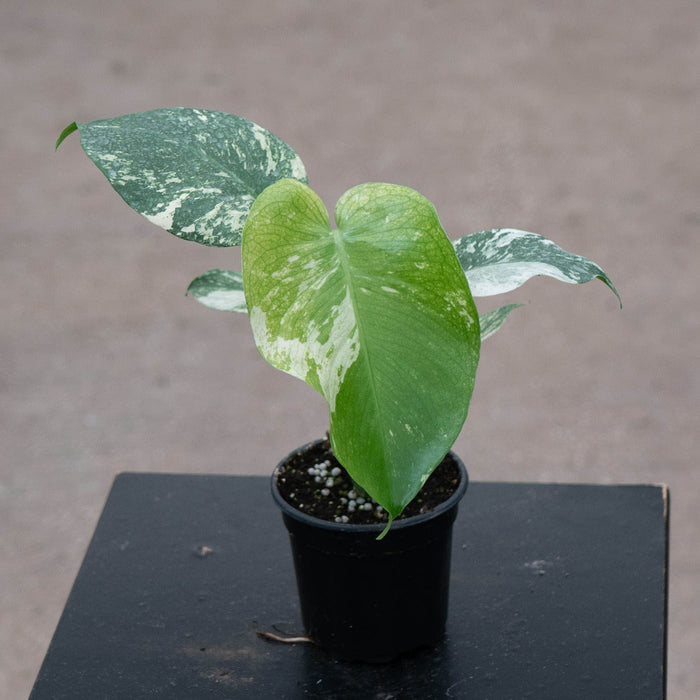 Gabriella Plants Monstera 4" Monstera 'Mint'
