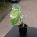 Gabriella Plants Monstera 4" Monstera 'Mint'