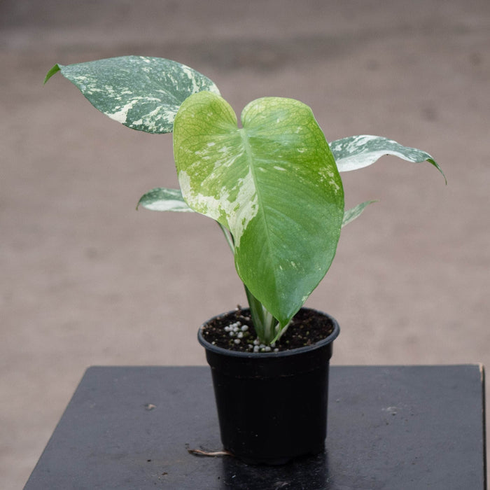 Gabriella Plants Monstera 4" Monstera 'Mint'