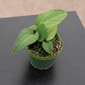 Gabriella Plants Monstera 3" Monstera obliqua cf. Pangui