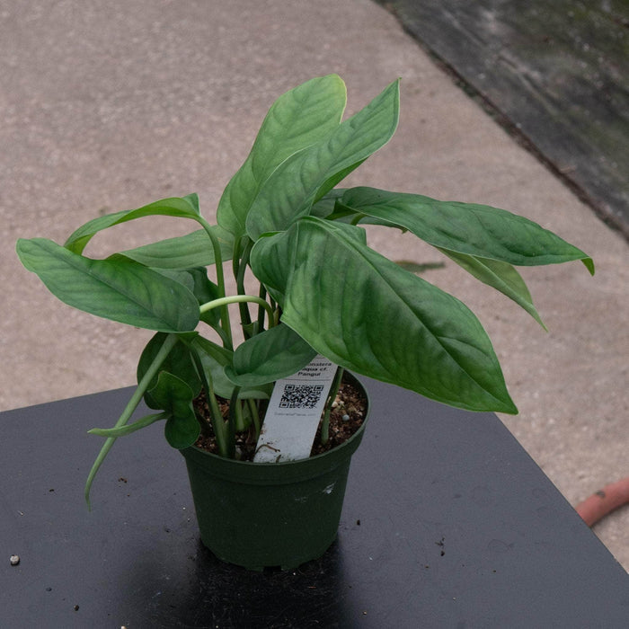 Gabriella Plants Monstera 4" Monstera obliqua cf. Pangui