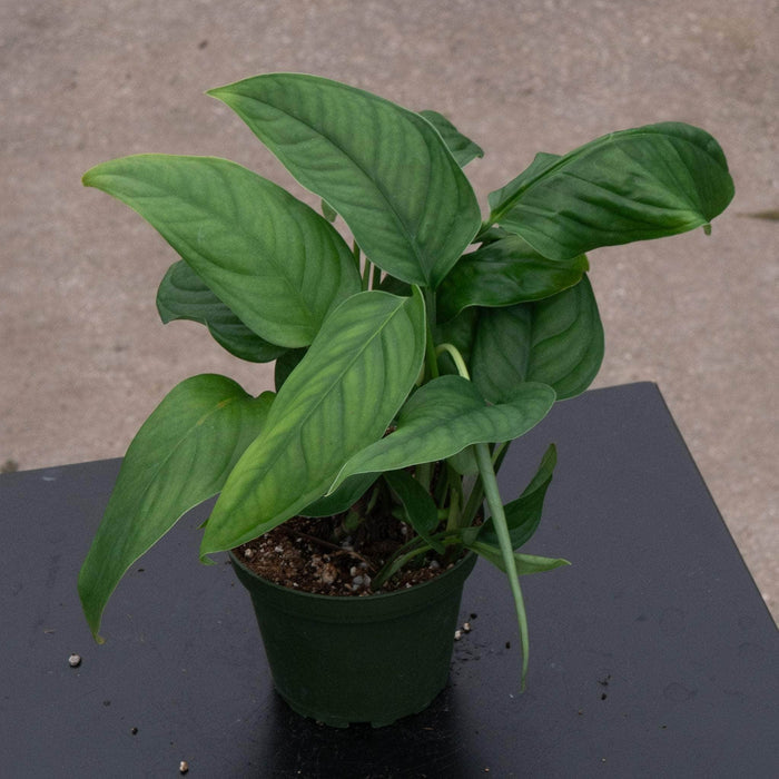 Gabriella Plants Monstera Monstera obliqua cf. Pangui