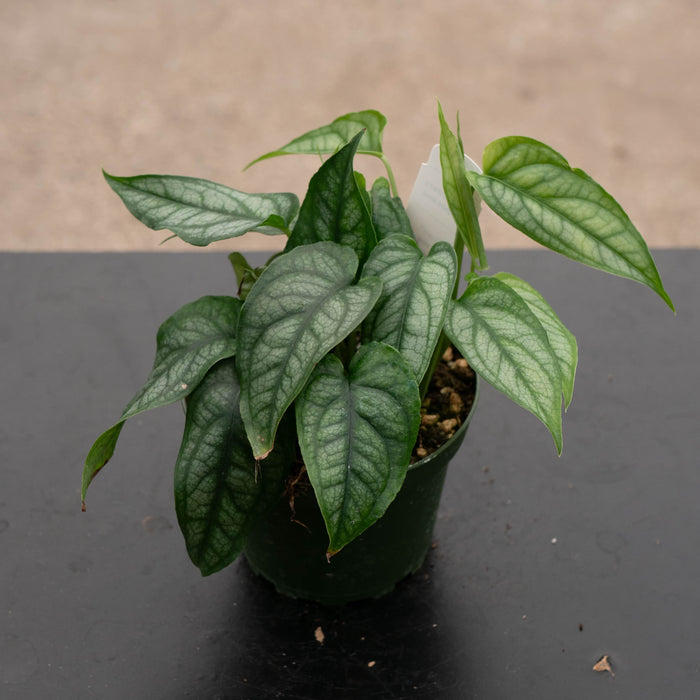 Gabriella Plants Monstera 4" Monstera siltepecana
