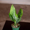 Gabriella Plants Monstera 3" Monstera sp. 'Peru'