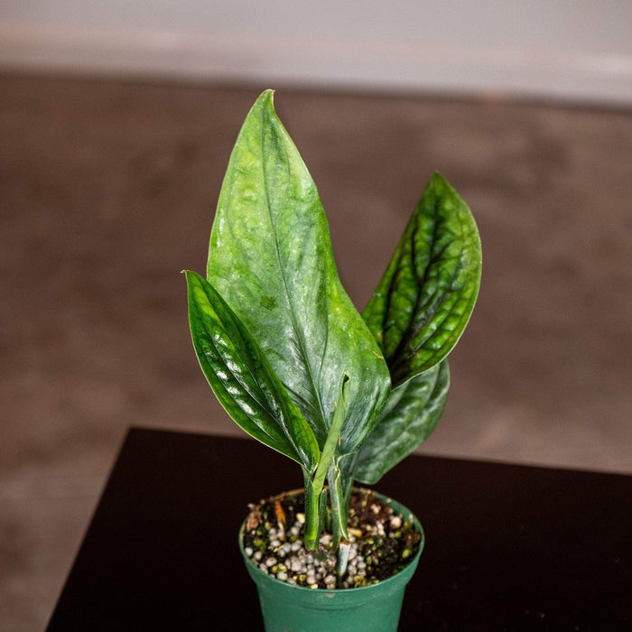 Gabriella Plants Monstera 3" Monstera sp. 'Peru'