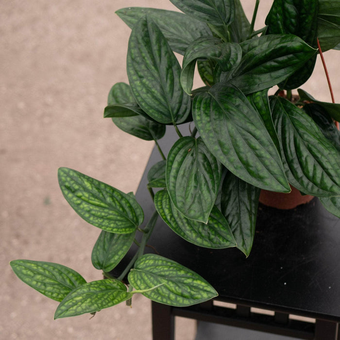 Gabriella Plants Monstera Monstera sp. 'Peru'