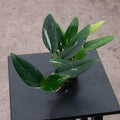Gabriella Plants Monstera 3" Monstera standleyana albo variegata