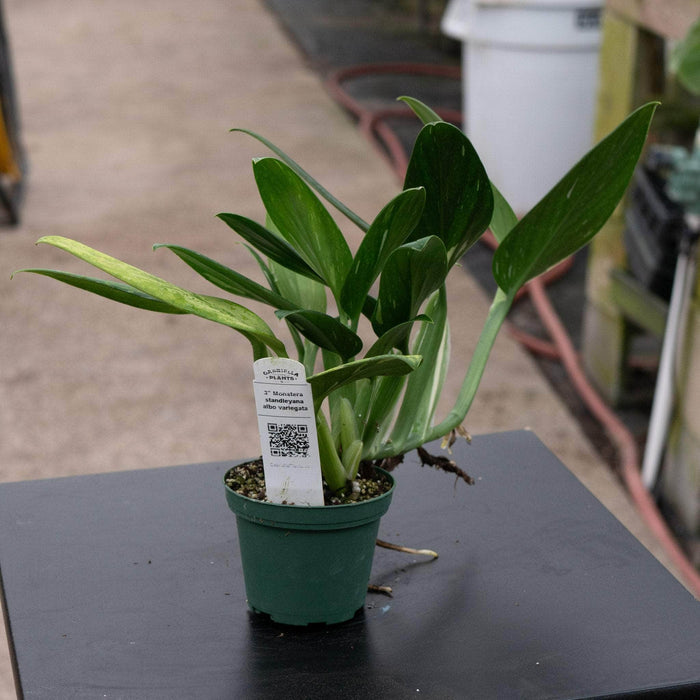 Gabriella Plants Monstera 3" Monstera standleyana albo variegata