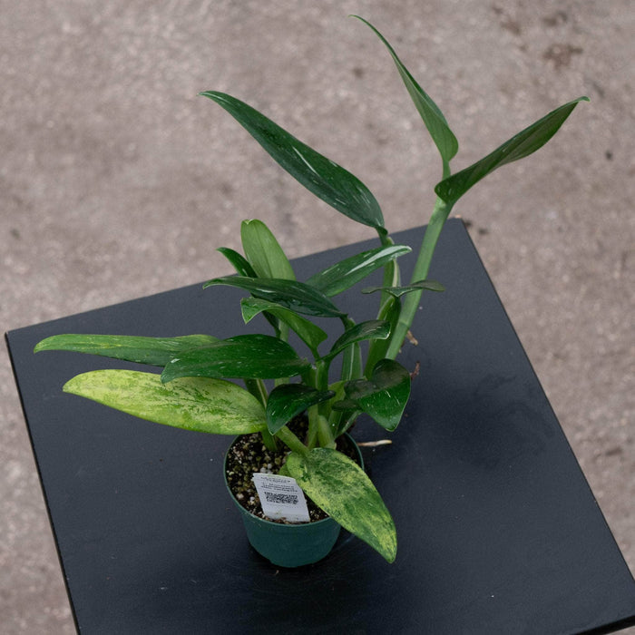 Gabriella Plants Monstera 3" Monstera standleyana albo variegata