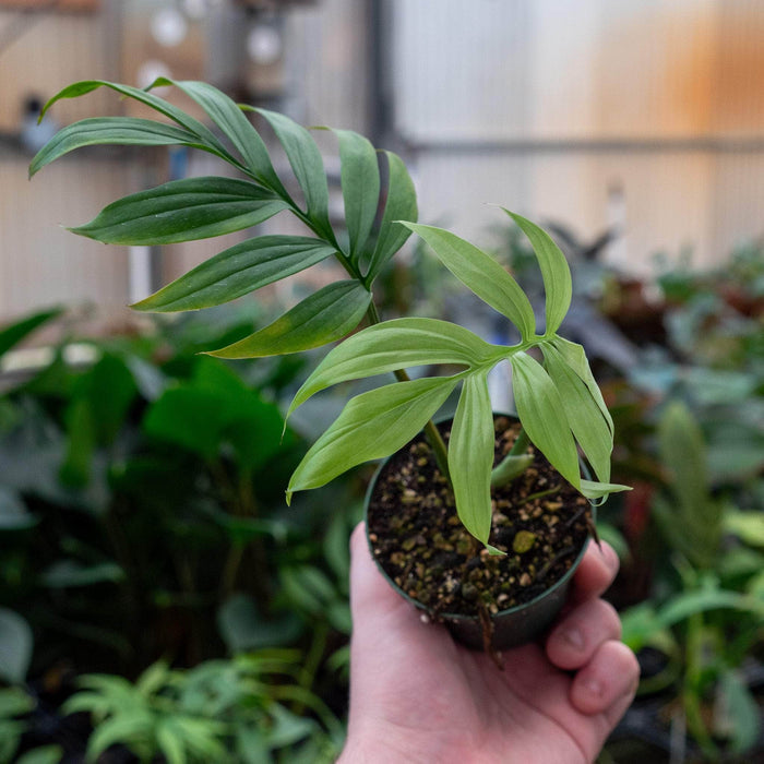 Gabriella Plants Monstera 3" Monstera subpinnata
