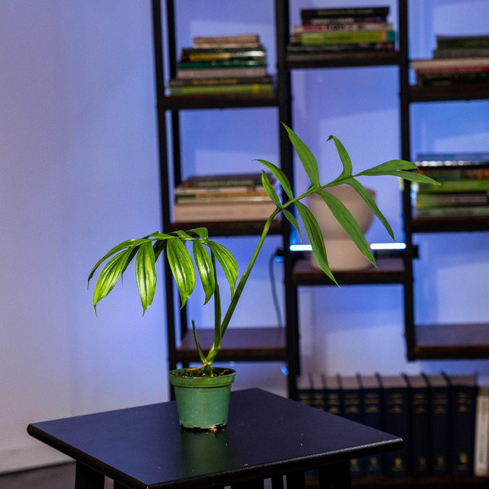 Gabriella Plants Monstera 3" Monstera subpinnata