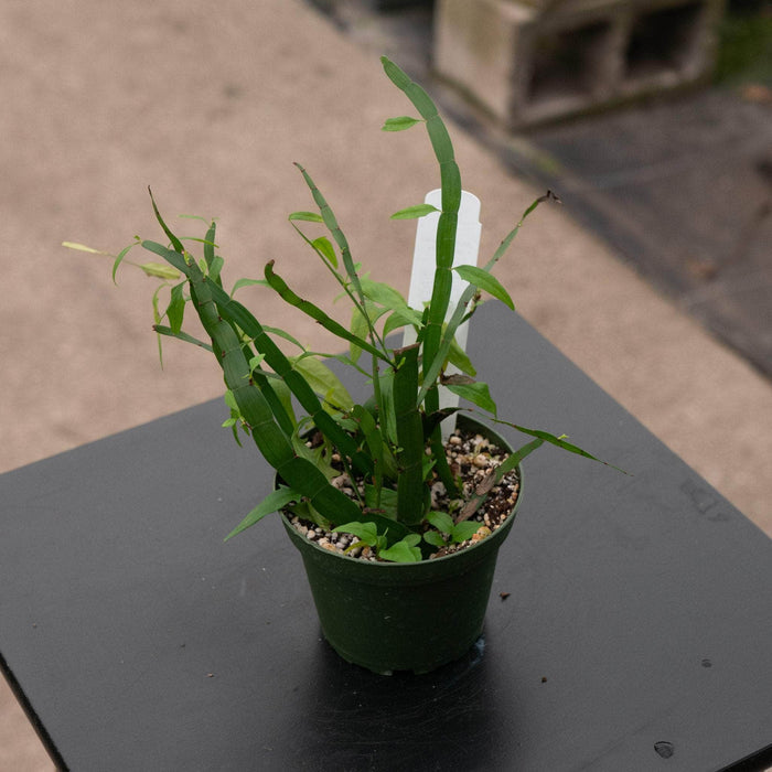 Gabriella Plants Other 4" Muehlenbeckia platyclada
