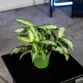 Gabriella Plants Tradescantia 4" Tradescantia 'White Satin'