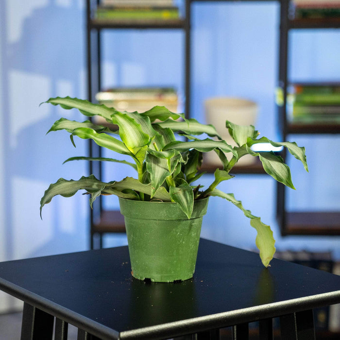 Gabriella Plants Tradescantia 4" Tradescantia 'White Satin'