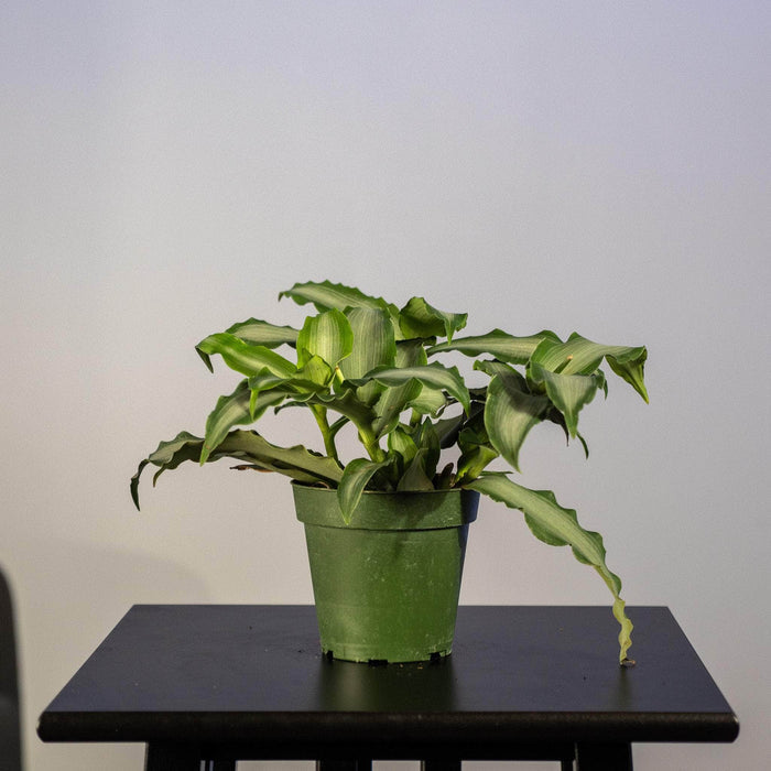 Gabriella Plants Tradescantia 4" Tradescantia 'White Satin'