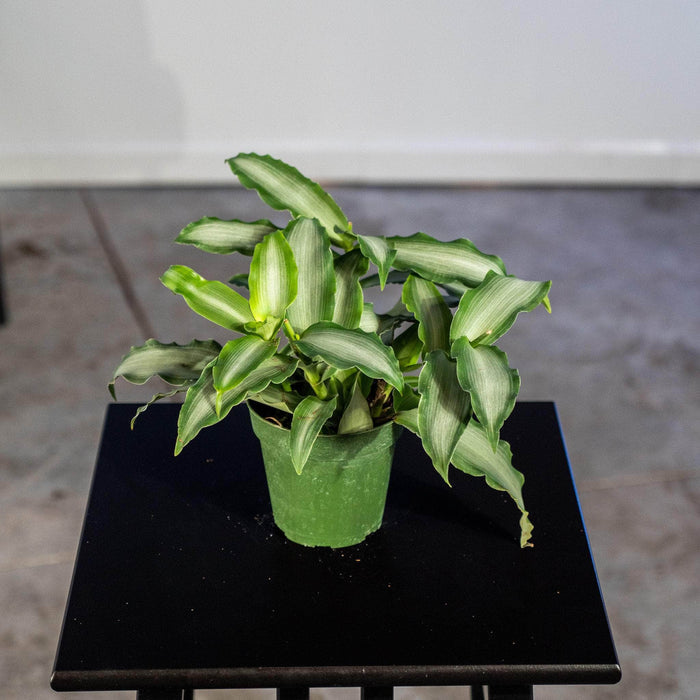 Gabriella Plants Tradescantia 4" Tradescantia 'White Satin'