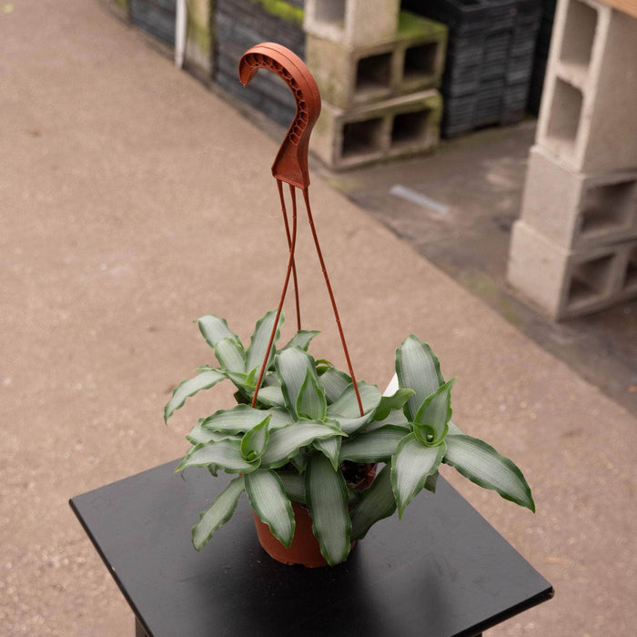 Gabriella Plants Tradescantia 5" Murdannia loriformis 'Bright Star'