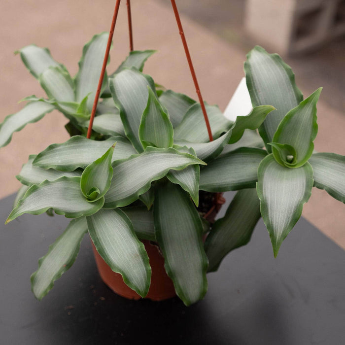 Gabriella Plants Tradescantia Murdannia loriformis 'Bright Star'