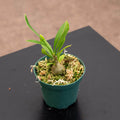 Gabriella Plants Ant Plant 3" Myrmecodia beccarii "Ant Plant"